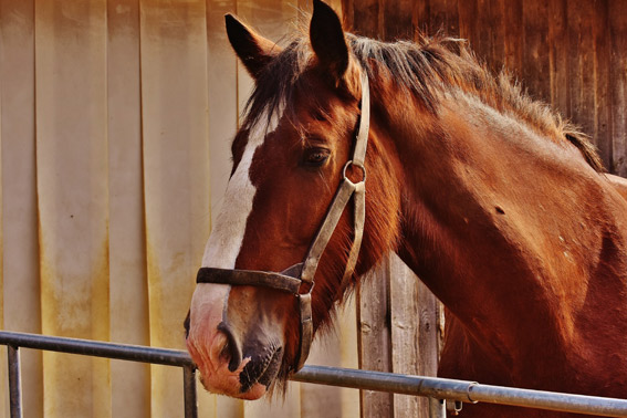 Caballo asomado a la puerta de su box en Equus Duri