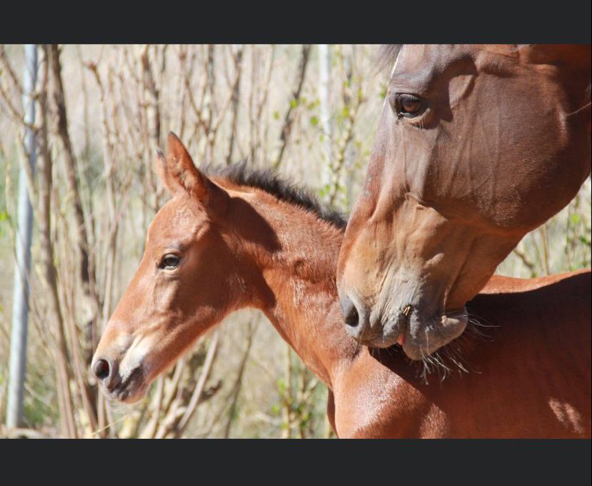 Yegua con su potro, pasion por el caballo en Equus Duri