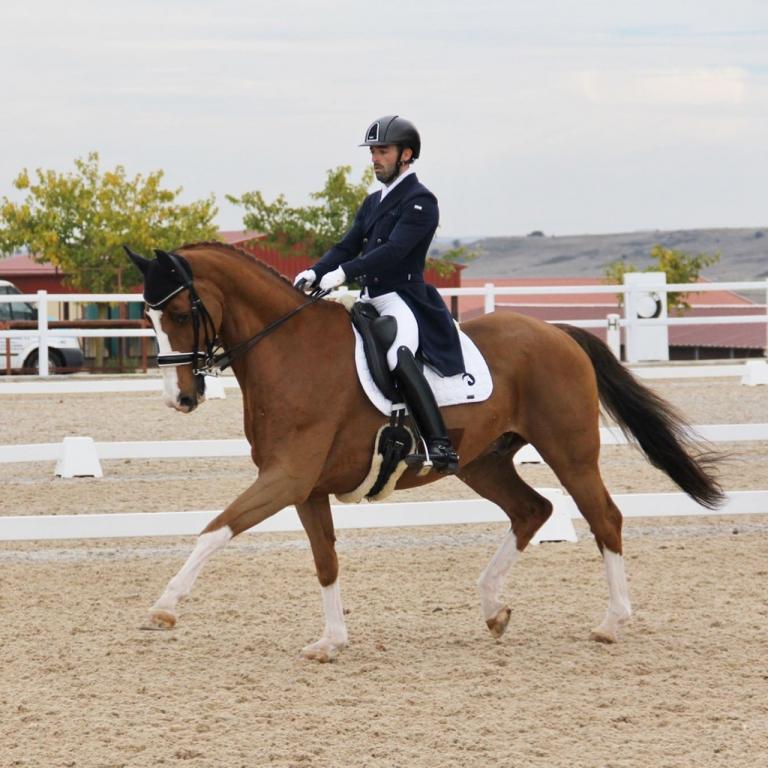 Caballo de escuela montado en la pista de Equus Duri