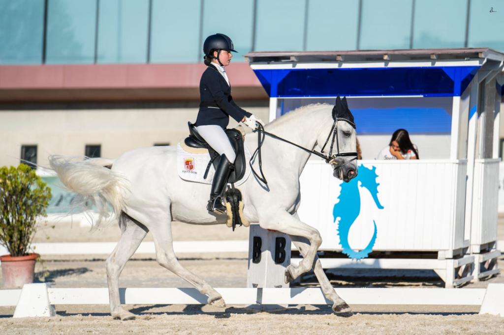 Caballo tordo de doma clasica en Equus Duri