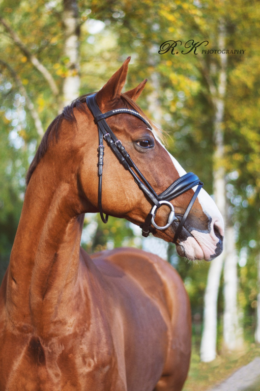 Blue Mountain W, caballo de Equus Duri