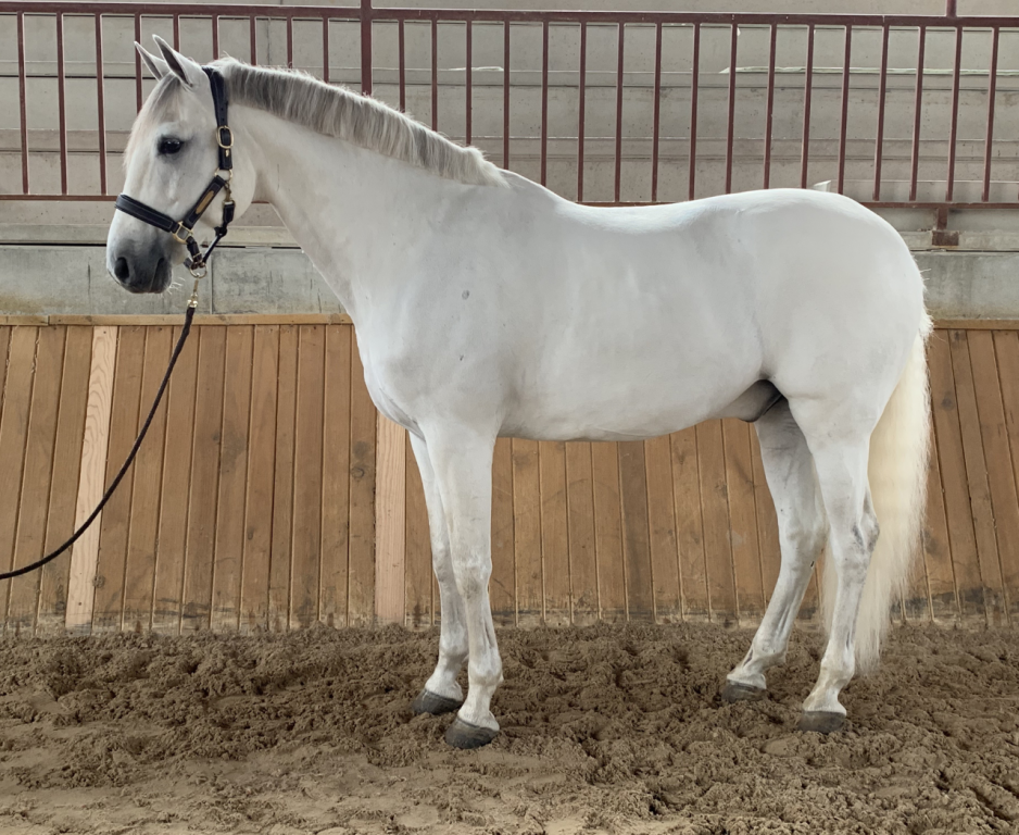 Chopard, caballo de Equus Duri