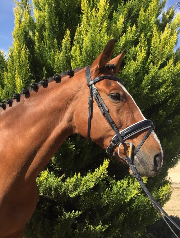 Duke, caballo de Equus Duri