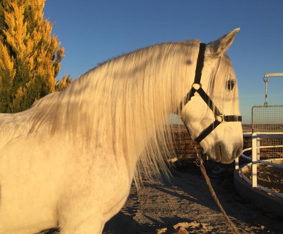 Galante, caballo de Equus Duri