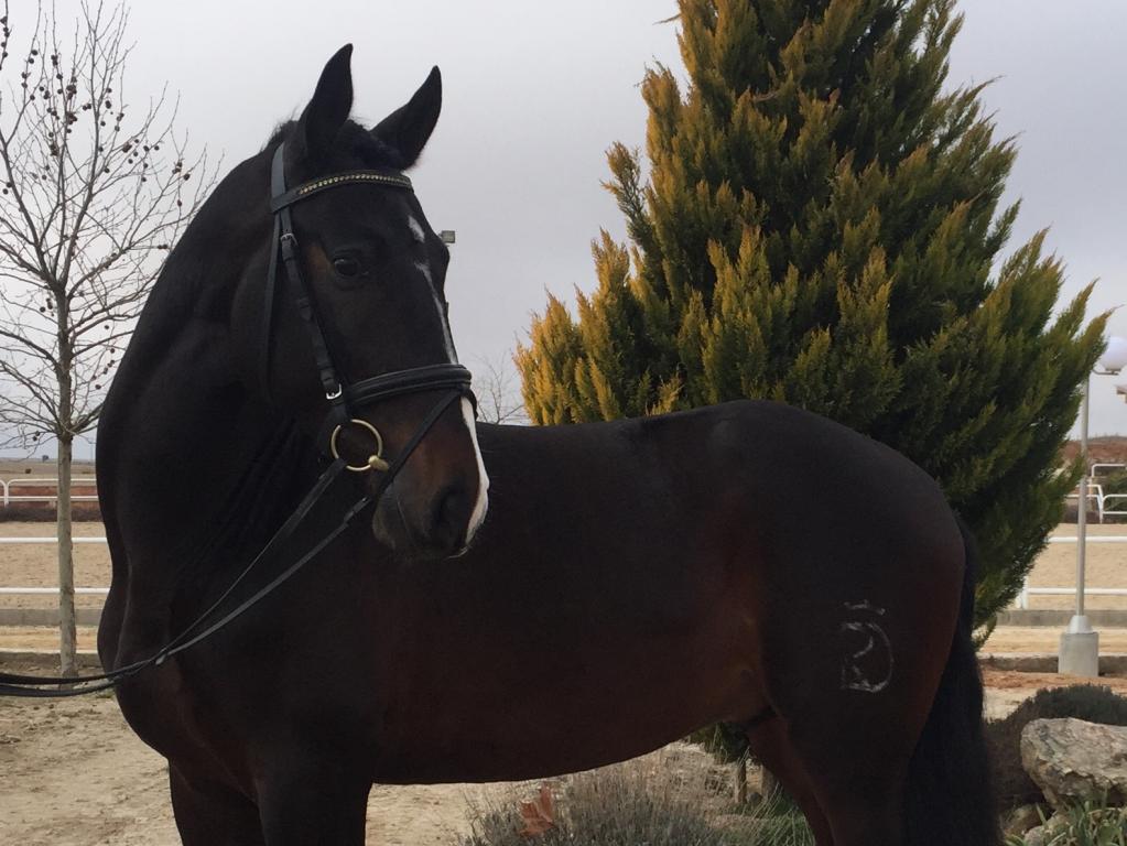 Jeringado, caballo de Equus Duri