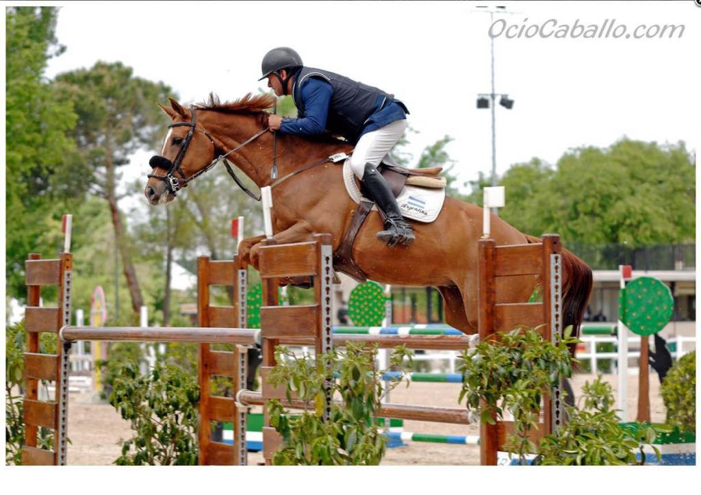Simba de Olid, caballo de Equus Duri